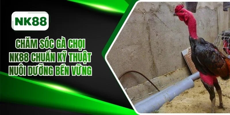 Chăm sóc gà chọi NK88