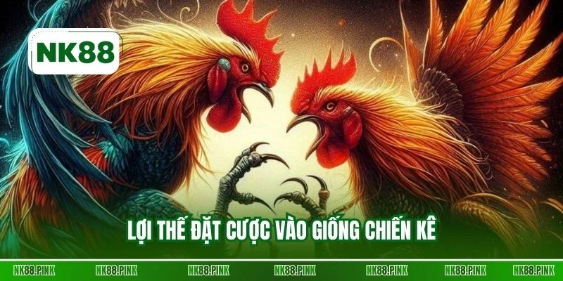 Lợi thế đặt cược vào giống chiến kê