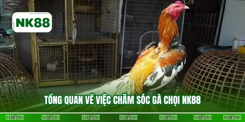Tổng quan về việc chăm sóc gà chọi NK88